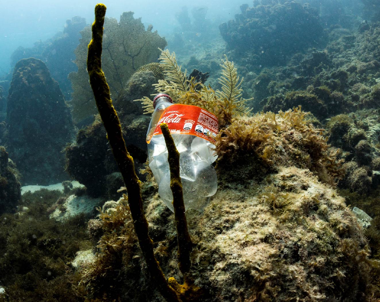 This image for Image Layouts addon