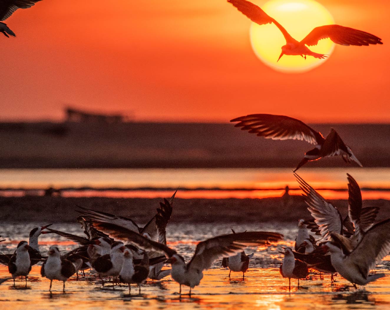 This image for Image Layouts addon