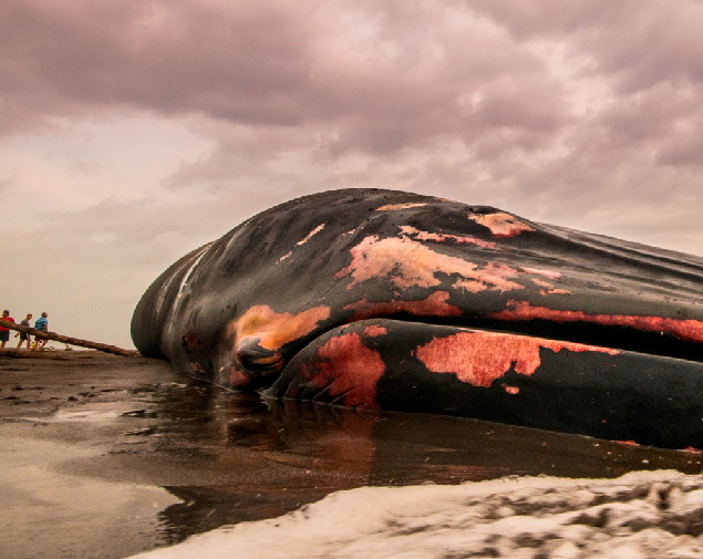 This image for Image Layouts addon